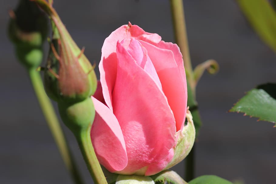 lila rose bud papillon, macro, garden, fresh, good morning rose, HD wallpaper