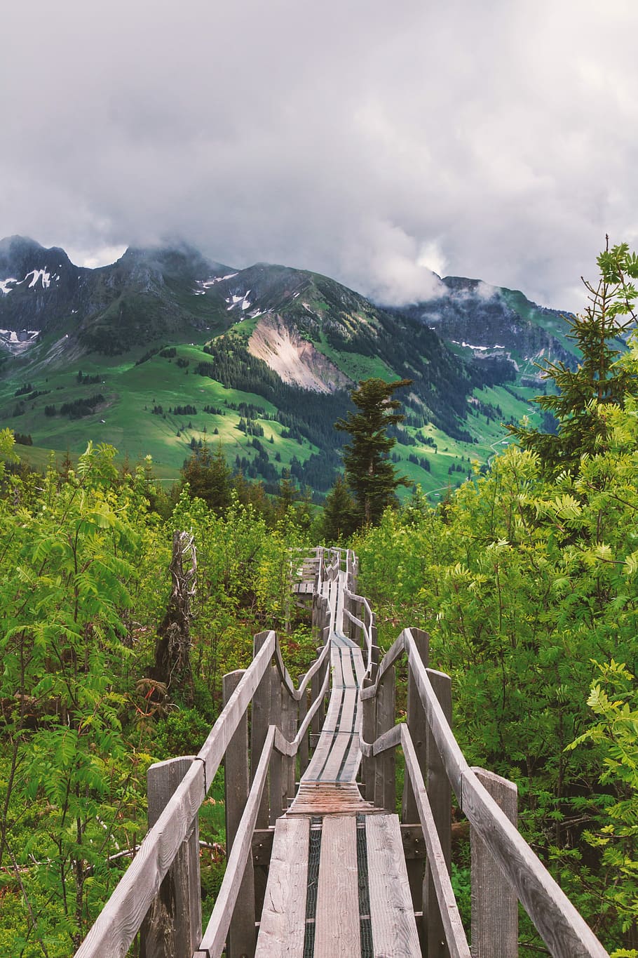 pathway between trees at datime, Nature, Web, Bridge, Mountains HD wallpaper