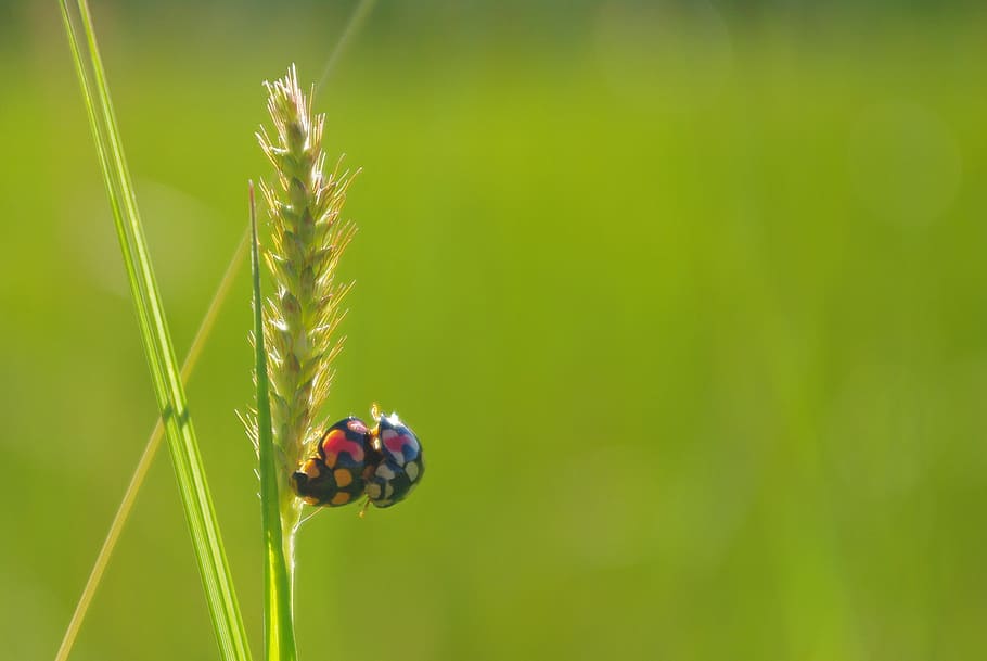 rice, ladybug, mating, close-up, green, insect, madagascar HD wallpaper
