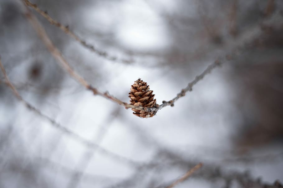 selective focus photography of pinecone, pine cone on twig, branch
