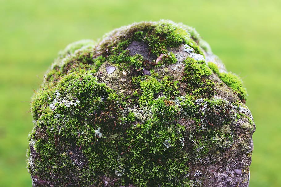 selective focus photo of brown stone, mast, moss, post, fence HD wallpaper