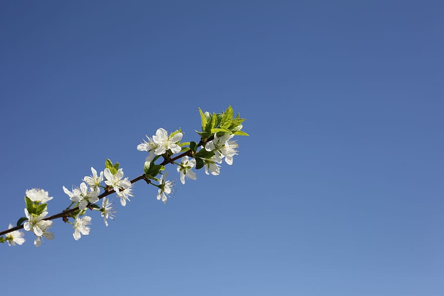 flower, tree, nature, plant, blue sky, flowering cherries, cherry HD wallpaper