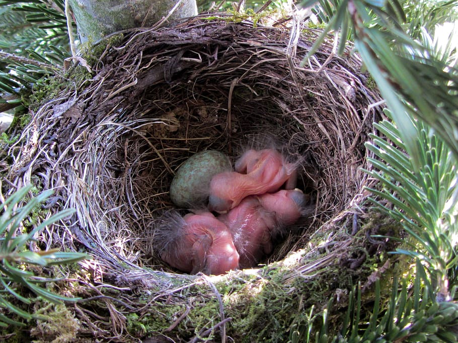 bird, blackbird, blackbird nest, bird young, egg, bird eggs, HD wallpaper