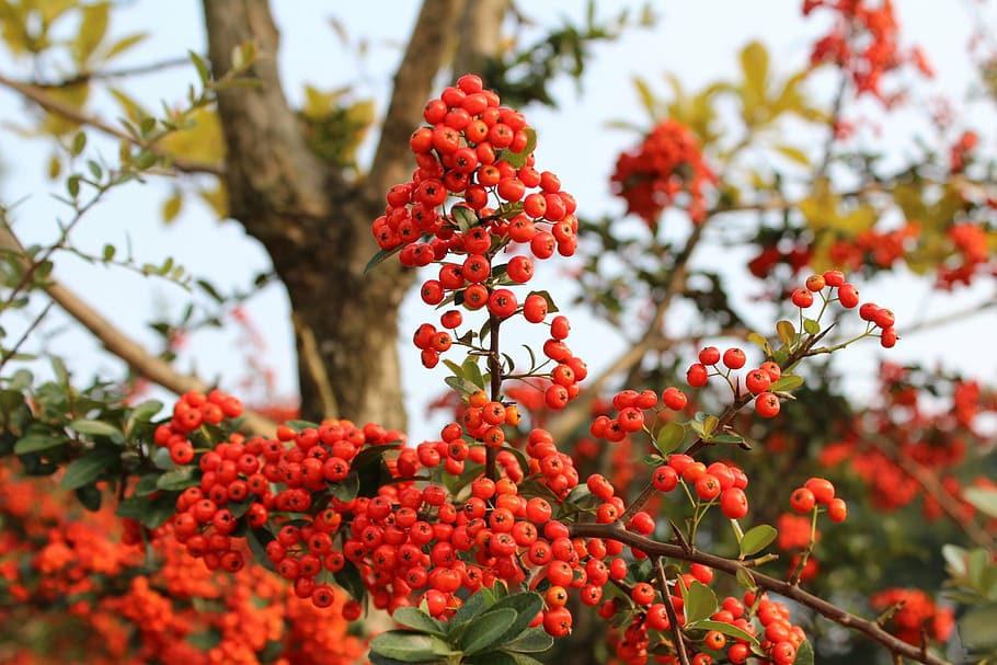 red berries, fruit, harvest, nutty, wood, autumn, seasonal HD wallpaper