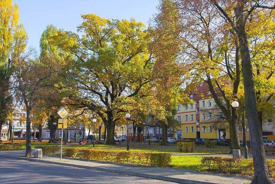 Słubice, Tree, park, autumn, street, outdoors, park - Man Made Space HD wallpaper