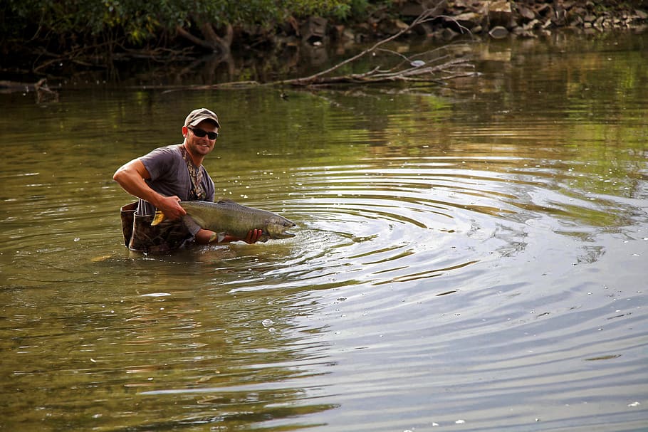 man holding fish, Fisherman, Salmon, Wading, Release, catch HD wallpaper