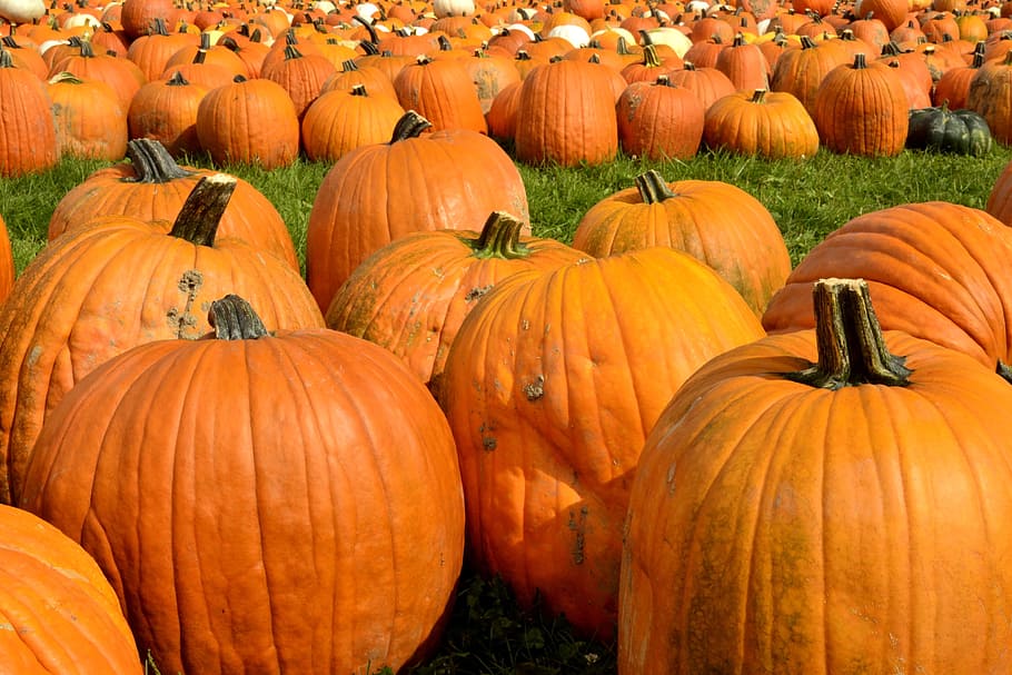 Pumpkin, Fall, Harvest, Squash, october, thanksgiving, orange HD wallpaper