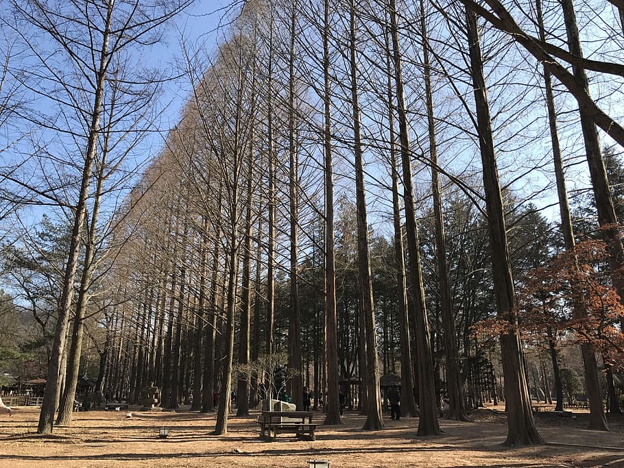 nami island, winter, cold, trees, park, dry, plant, nature