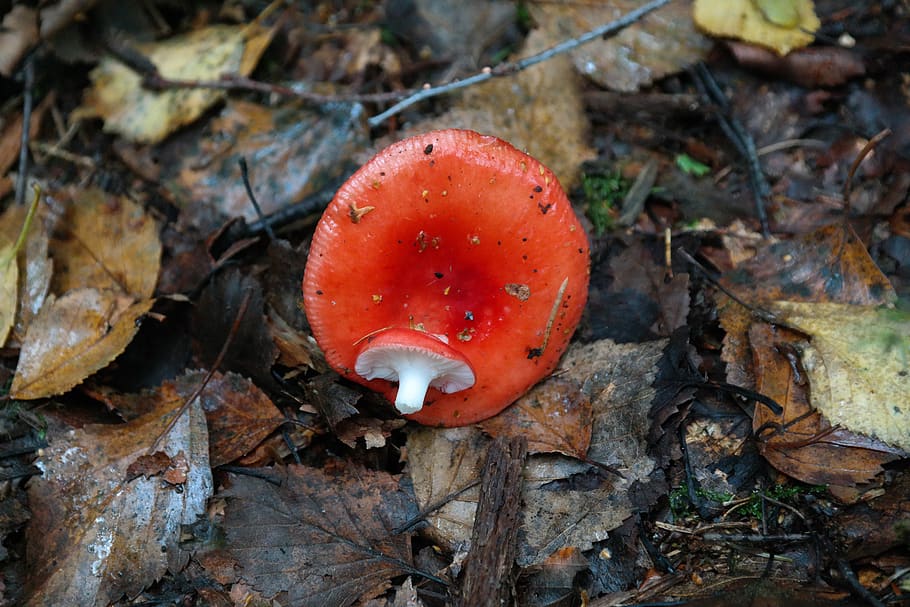 mushroom, red, forest mushroom, cherry spei russula, mem russula, HD wallpaper