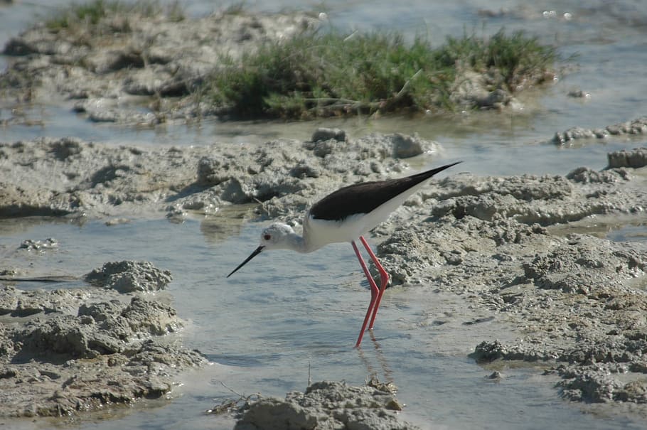Stilt, Bird, Wild, animals in the wild, animal themes, animal wildlife HD wallpaper