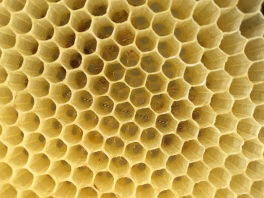 shallow focus photo of bee hive, bees, eggs, honeycomb, hexagon