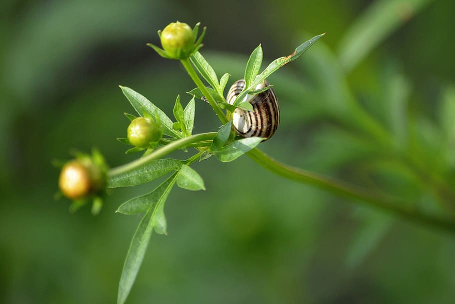 nature, plants, summer, close-up, animal wildlife, plant part HD wallpaper