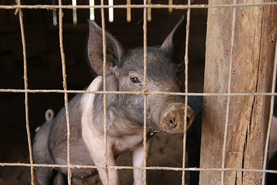 piglet, pig pen, pig sty, pork, agriculture, swine, piggy, hog, HD wallpaper