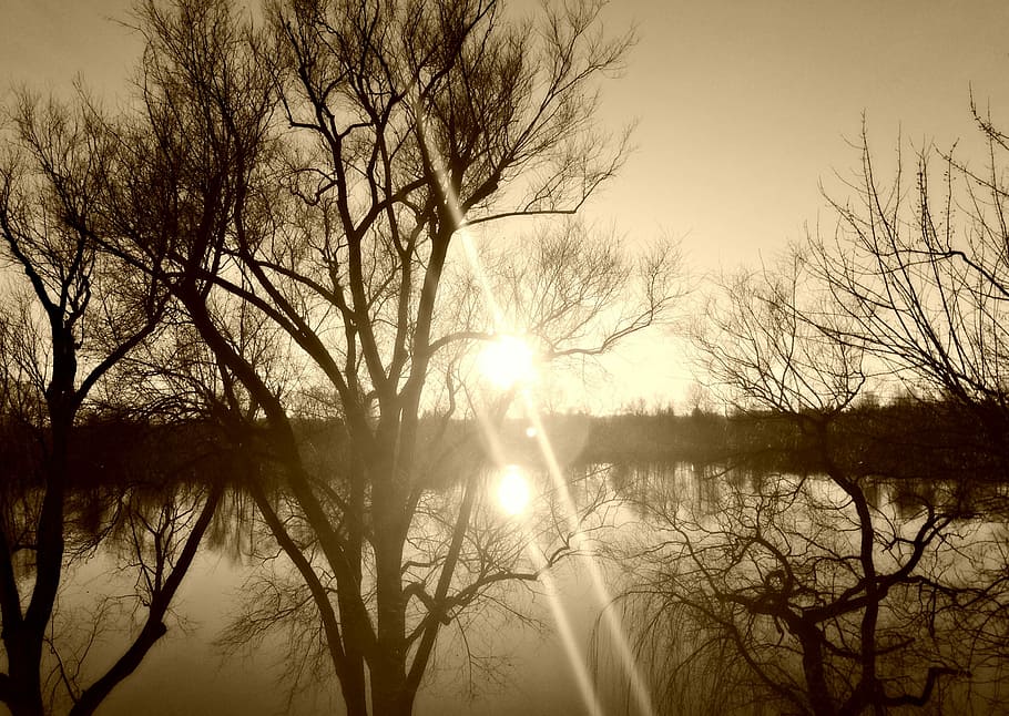 Trees, Sun, Light, Light, Refraction, abendstimmung, water HD wallpaper