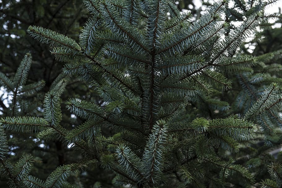 blur, branch, close-up, color, conifer, coniferous, evergreen, HD wallpaper