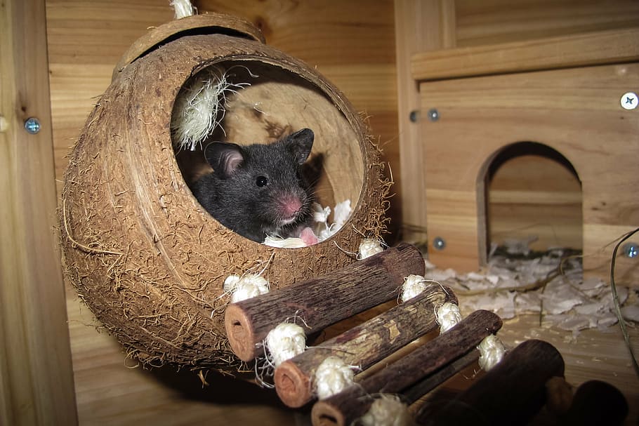 mouse in coconut shell, hamster, sleep, nest, rest, animal, animal world, HD wallpaper