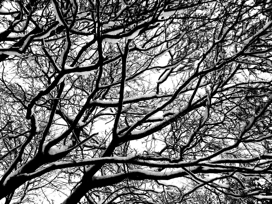 tree, winter, aesthetic, branch, plant, bare tree, no people HD wallpaper