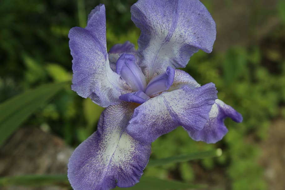 iris, blossom, bloom, blue, flower, close, iridaceae, nature HD wallpaper