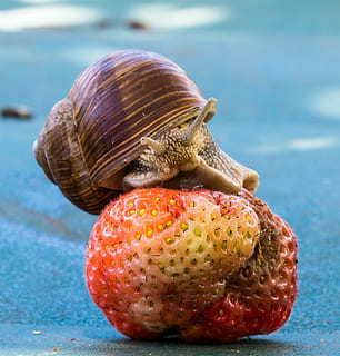 strawberry, snail, eat, shell, food, fruit, nature, crawl, mucus HD wallpaper