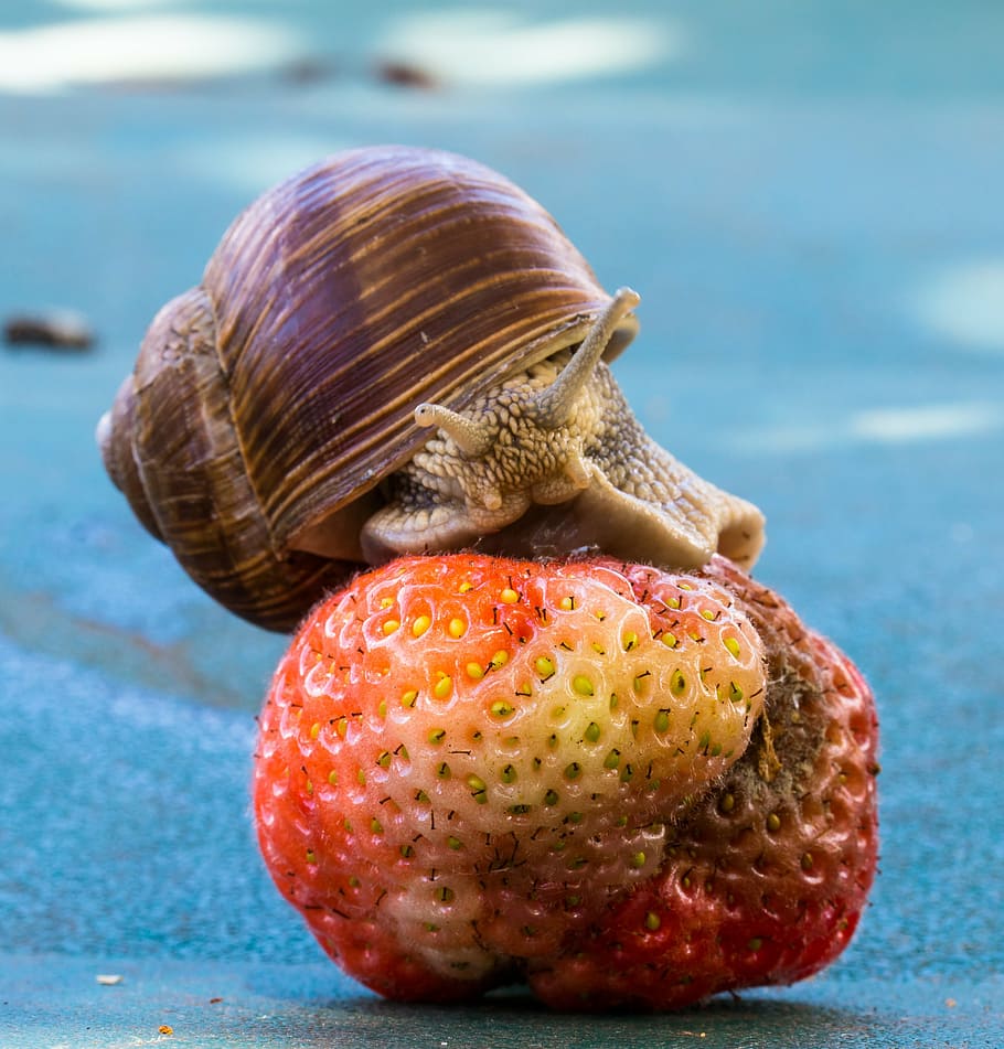 strawberry, snail, eat, shell, food, fruit, nature, crawl, mucus, HD wallpaper