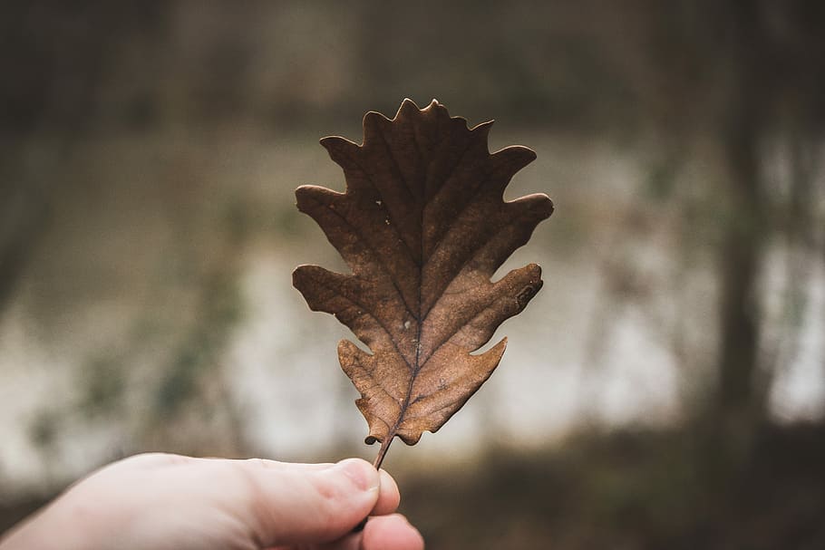 Take leaves. Коричневые листья. Дерево с коричневыми листьями. Коричневая листва. Пейзаж с коричневыми листьями.