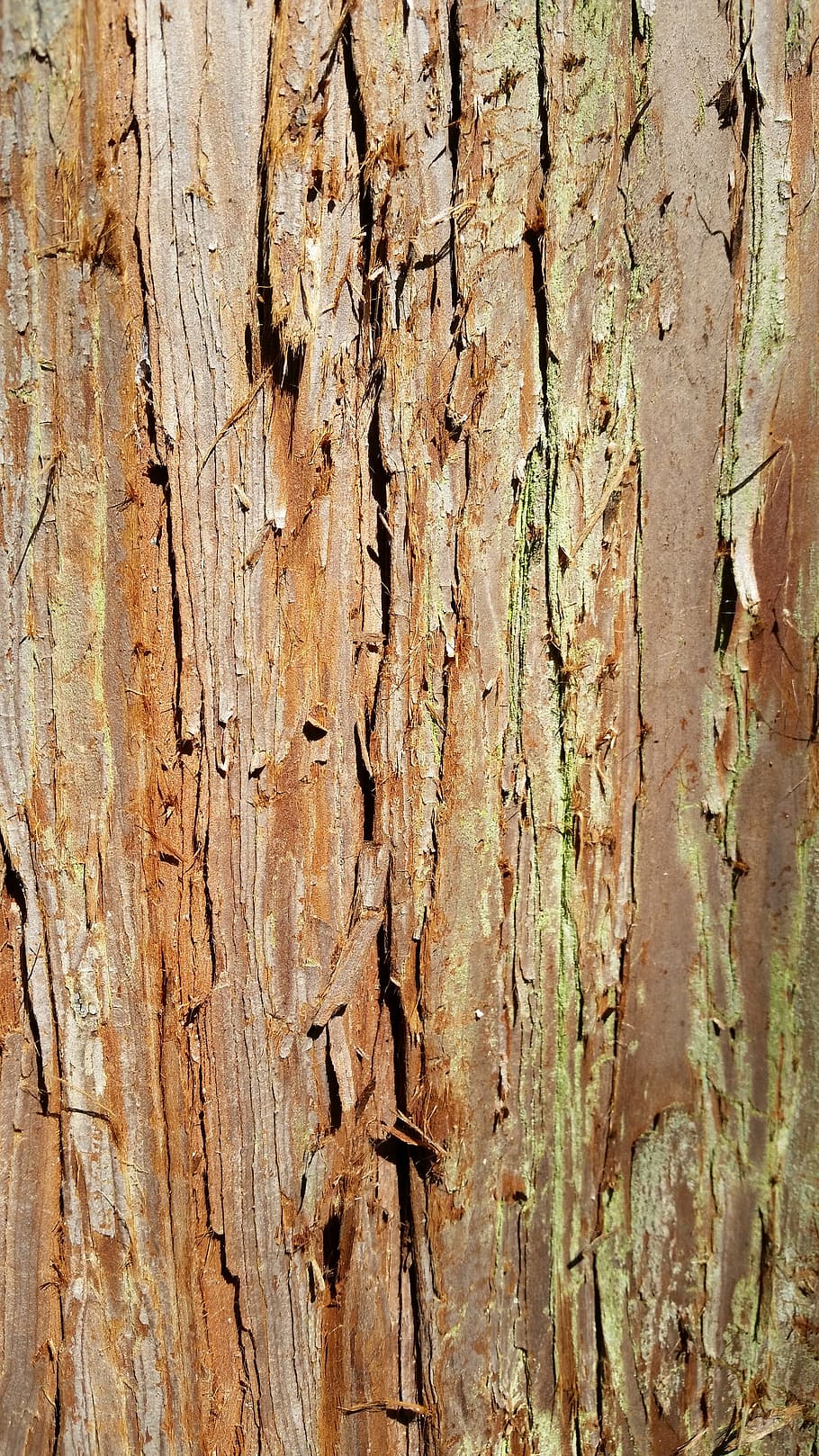 tree, the bark, texture, trunk, invoice, wood, backgrounds HD wallpaper