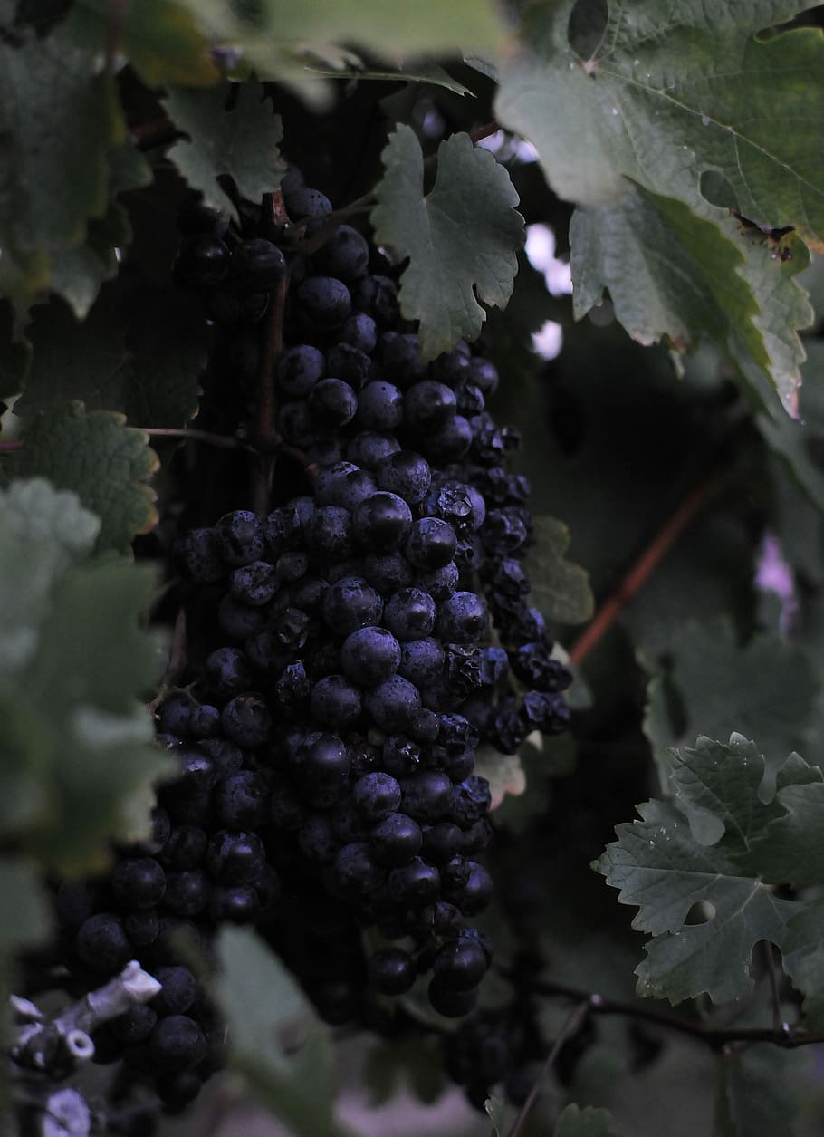 selective focus photography of blueberry, grapes fruit, vine HD wallpaper