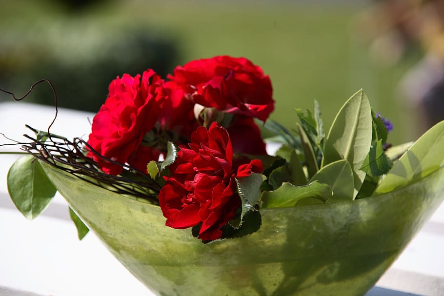 nature, flower, rose, red, flowering plant, freshness, close-up HD wallpaper