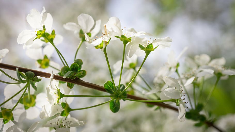 Meadowsweet 1080P, 2K, 4K, 5K HD wallpapers free download | Wallpaper Flare