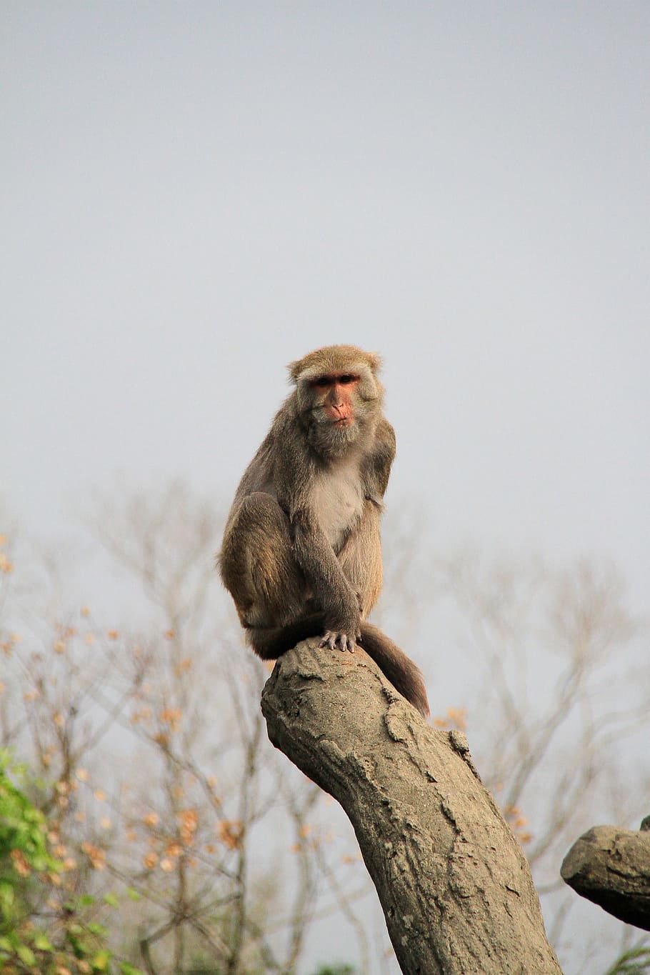 Ape, Trunk, High, Alone, Note, Reviews, note reviews, old, zoo HD wallpaper