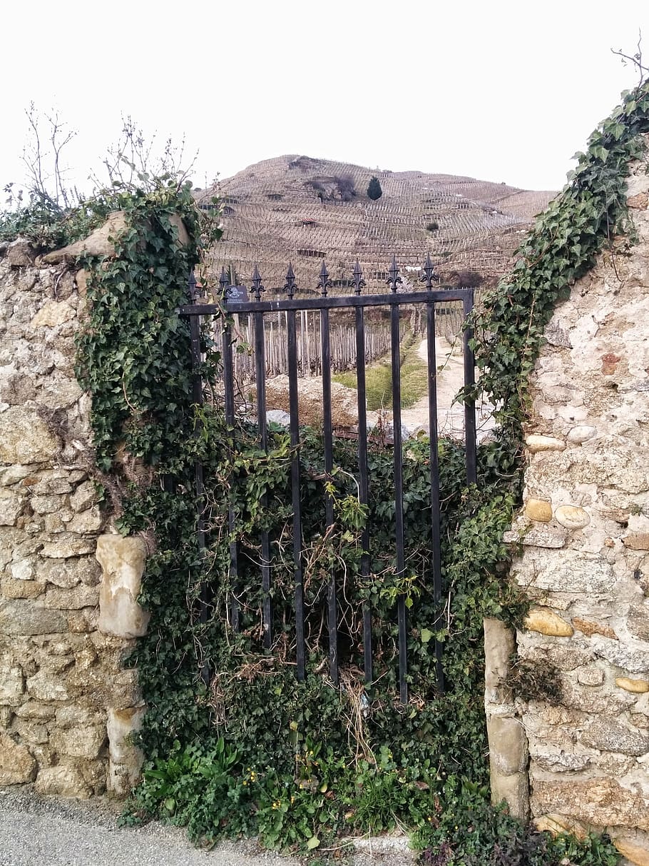 door, vines, wall, vegetation, built structure, architecture HD wallpaper