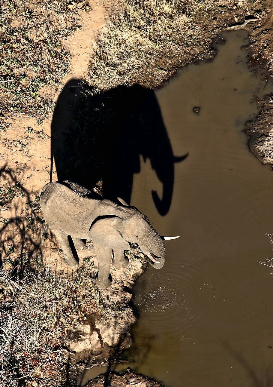 brown elephant near body of water, brown elephant drinking water on pond at daytime HD wallpaper