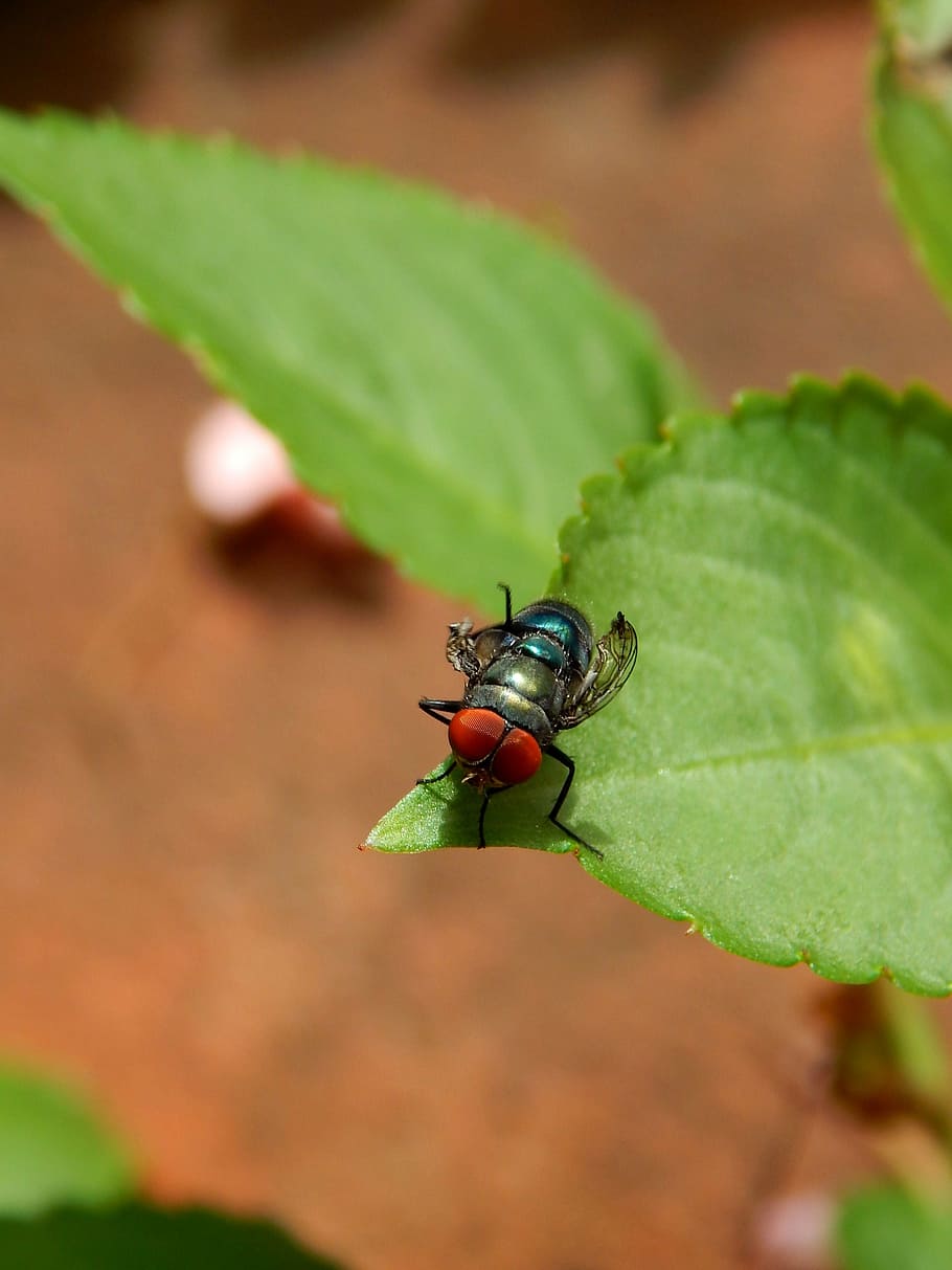fly, first flight, wings, insect, invertebrate, animals in the wild HD wallpaper