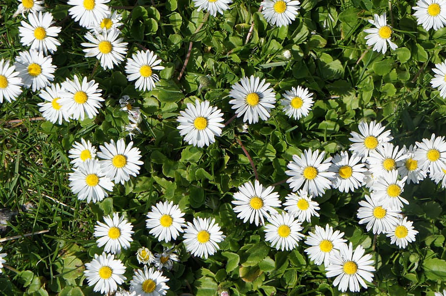 flowers, white, grass, summer, nature, white flowers, daisy HD wallpaper