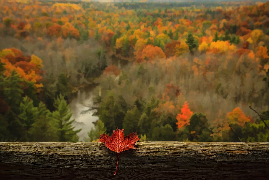maple leaf on wooden surface, dried maple leaf on brown log, tree HD wallpaper