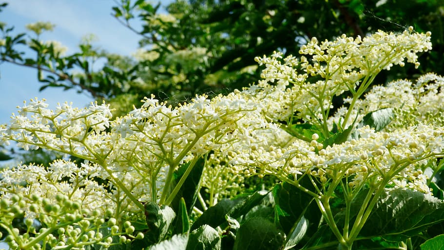 flowers, elder, black, plant, flowering plant, growth, freshness HD wallpaper