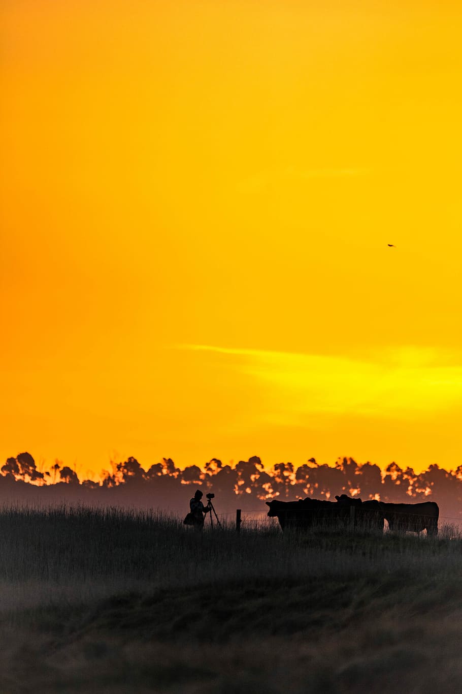 person taking a photo of silhoutte of cows, sky, orange, sunrise HD wallpaper