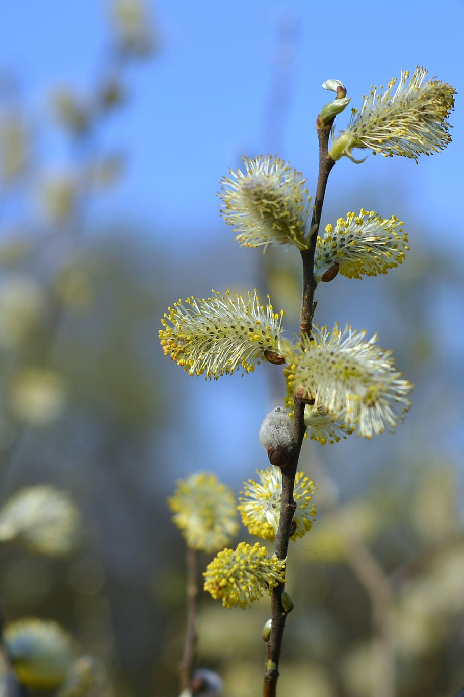 Basis, Willow, Catkins, the basis of, catkins willow, willow cats, HD wallpaper