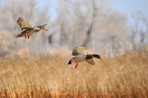 two mallard ducks flying on dried grass, flight, pair, waterfowl HD wallpaper