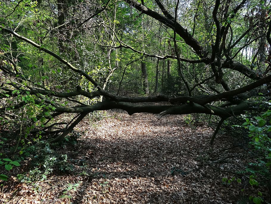 branch, tree, branches, landscape, trees, forest, green, spring HD wallpaper