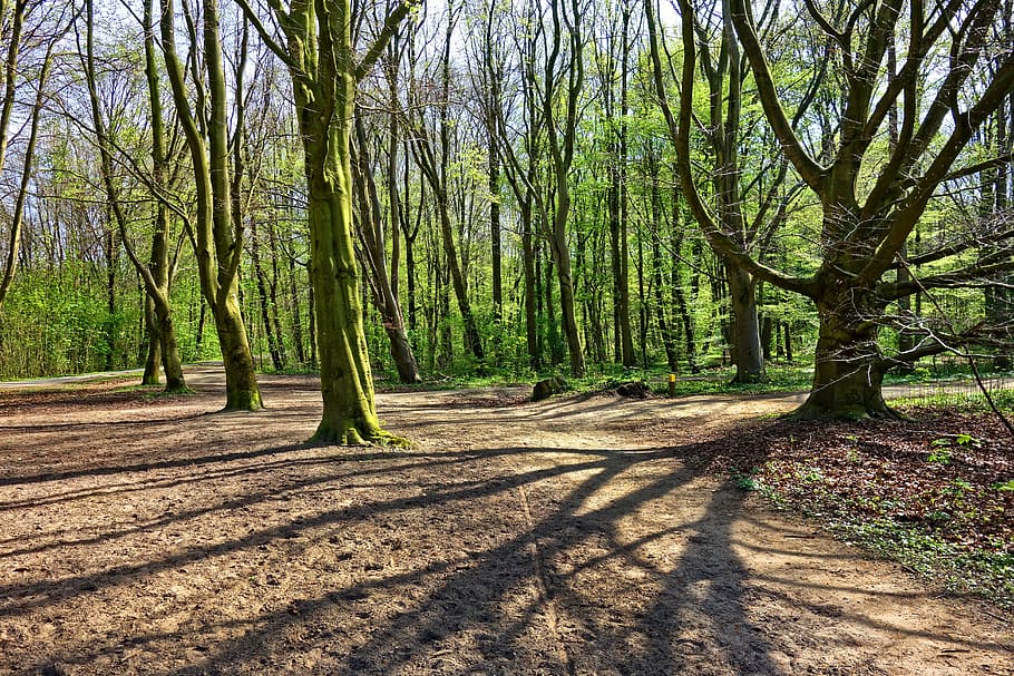 green bush of trees, trunk, branch, foliage, forest, path, landscape HD wallpaper