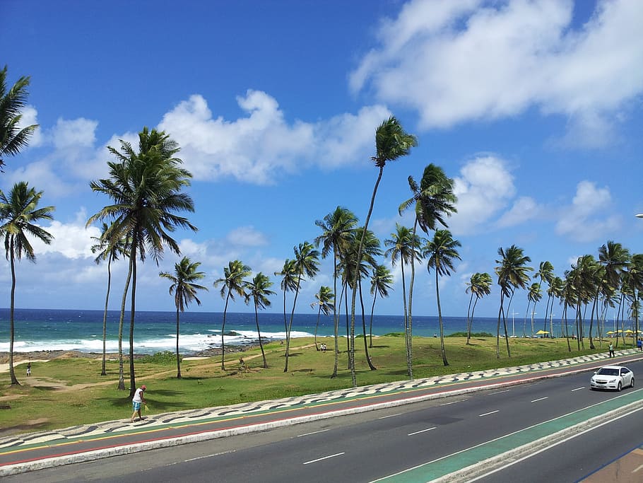 green coconut trees near road at daytime, palm trees, beach, ocean, HD wallpaper