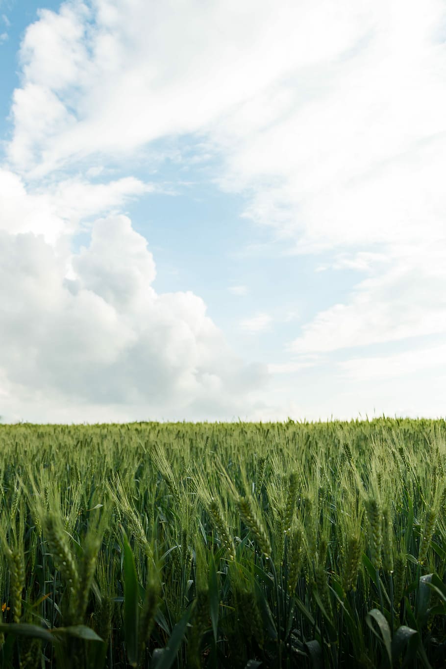 greenfield, green wheat field under cloudy and blue sky, grass HD wallpaper