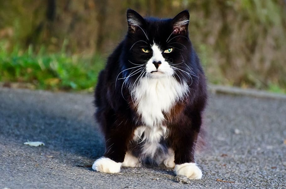 black and white cat on asphalt road, animal, background, brown HD wallpaper