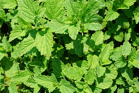 Peppermint, Plant, Tee, Drink, Summer, garden, kitchen, cosmetics HD wallpaper