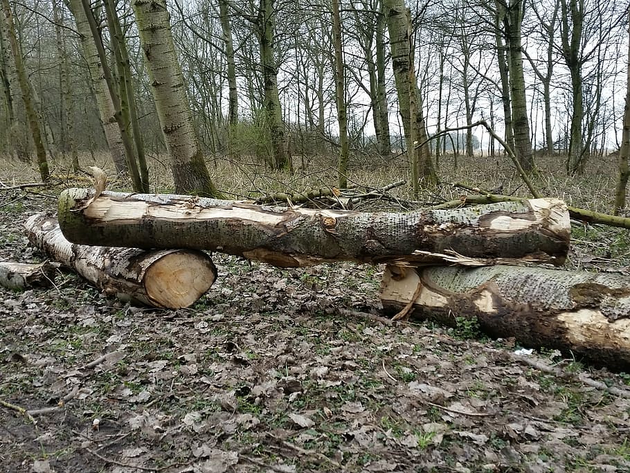 wood, tree, forest, nature, lumber Industry, tree Trunk, log HD wallpaper