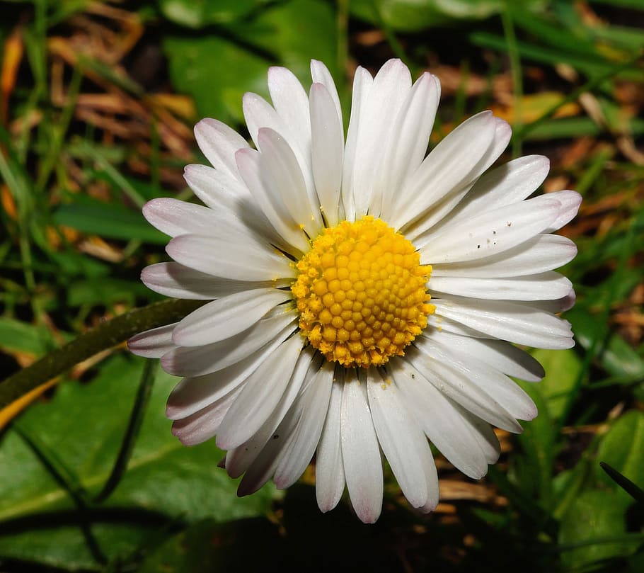 daisy, flower, blossom, bloom, close, nature, garden, wild flower HD wallpaper