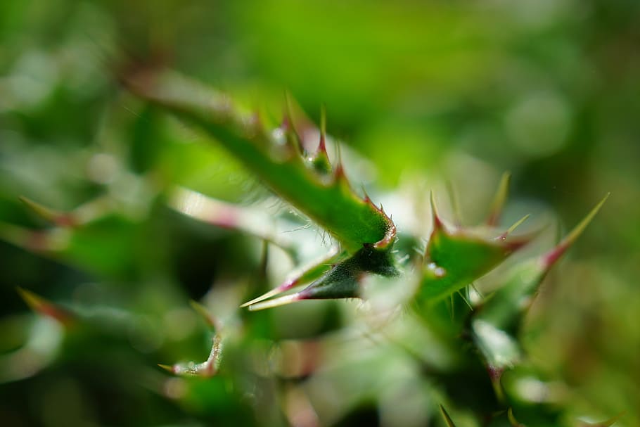 thistle, thorns, macro, close, spur, prickly, plant, nature HD wallpaper