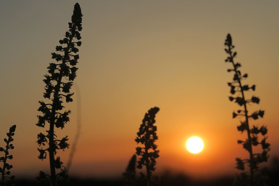 sunset, nature, dawn, tree, sky, beauty in nature, silhouette HD wallpaper