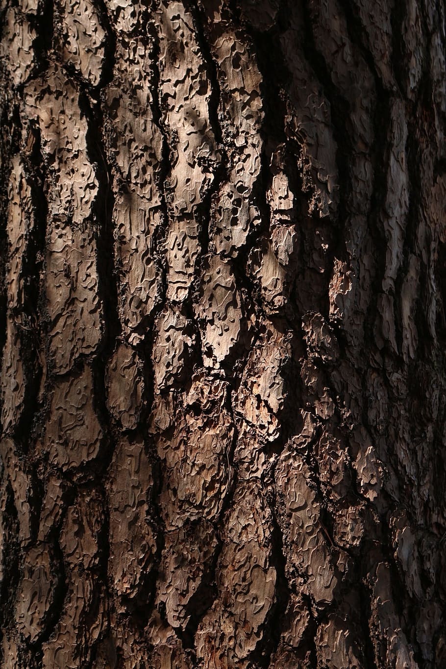 pine, finetree, korean red fine, plants, textured, full frame HD wallpaper